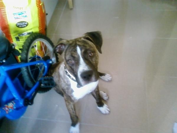 REGALO PITBULL 7 MEMSES