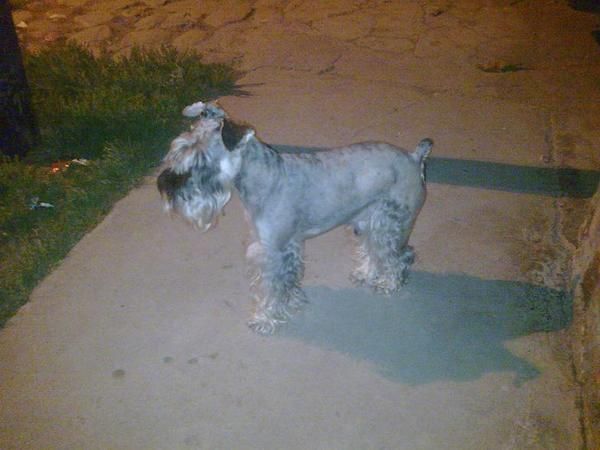 schnauzer mini para montas, excelente semental