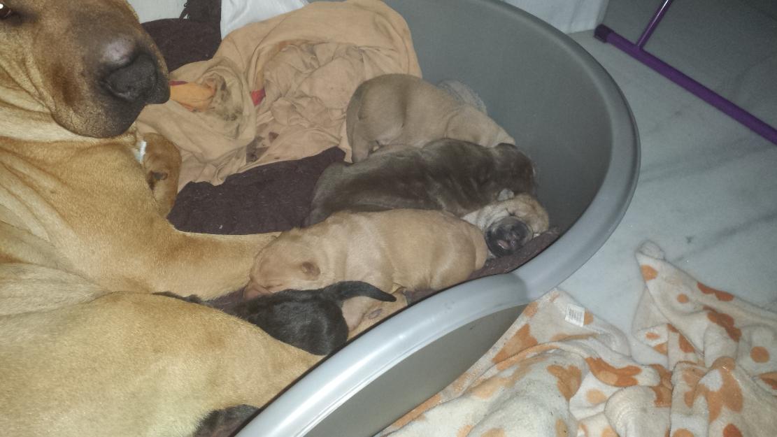 Se vende cachorritos de Shar pei