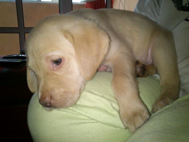 Se vende camada de cachorros de Labradores Retriever