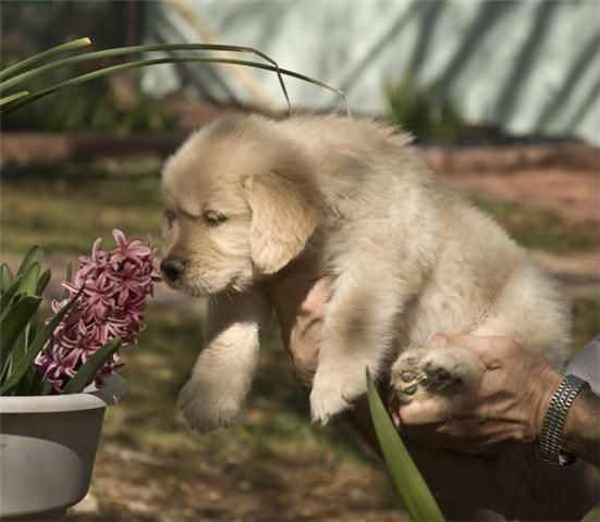 Ultimas Perritas Golden Retriever!