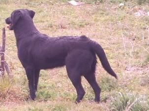 último cachorro de labrador pedigree de 6 semanas.