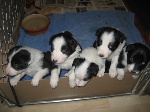 Vendo cachorros Border Collie