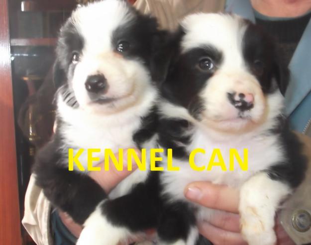 Bellisimos cachorros de border collie