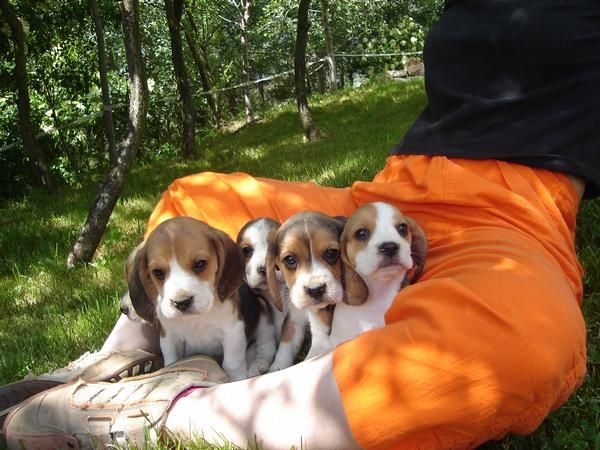 Cachorros beagles