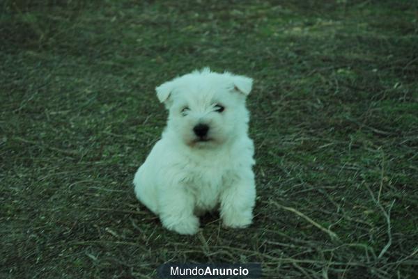 Estupenda Camadita de Westy Con 2 mesecitos & 2 Vacunas