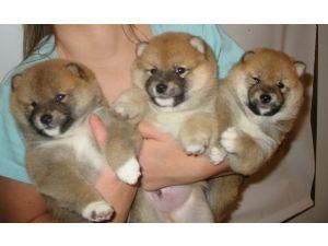 Hermoso Cachorros Shiba Inu cachorros Available