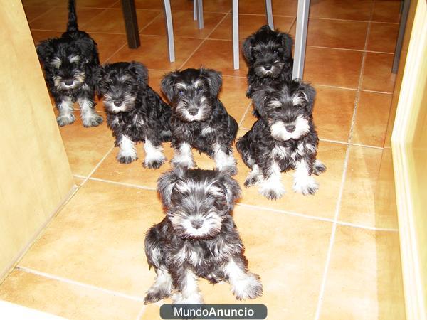 Schnauzer miniatura Negro y Plata