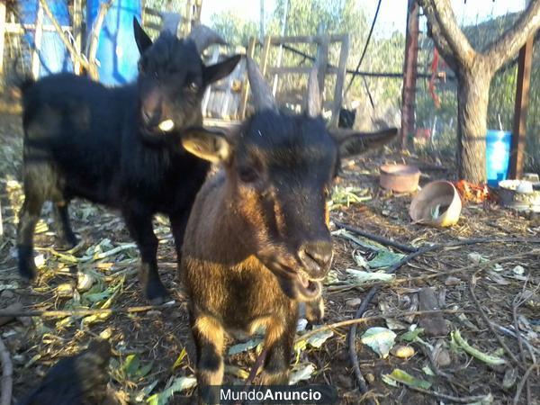 SE VENDEN CABRAS ENANAS MUY ECONOMICAS