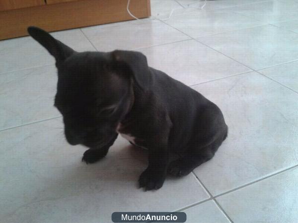 VENDO HEMBRA DE BULLDOG FRANCES