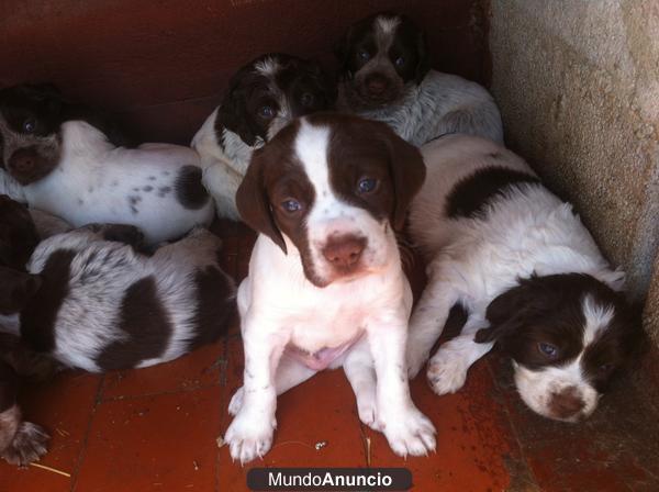 cachorros español breton y drahta