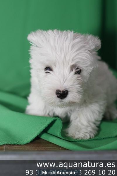 **WESTHIGHLAND WHITE TERRIER - CACHORROS -  GARANTÍA AQUANATURA  - TIENDA EN BARCELONA – VENTA – CRIADERO Rústico, vivaz