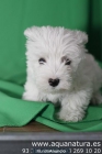 **WESTHIGHLAND WHITE TERRIER - CACHORROS - GARANTÍA AQUANATURA - TIENDA - mejor precio | unprecio.es