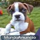 Adoptar dos cachorros boxer de forma gratuita. - mejor precio | unprecio.es