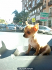 cachorro de chihuahua cabeza de manzana - mejor precio | unprecio.es