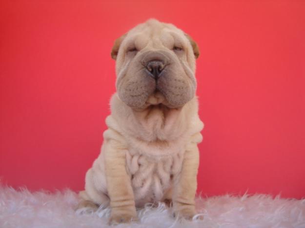 CACHORROS DE SHARPEI DISPONIBLES DE COLOR MARRONCITO CLARITO , MUY BONITOS