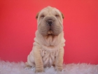 CACHORROS DE SHARPEI DISPONIBLES DE COLOR MARRONCITO CLARITO , MUY BONITOS - mejor precio | unprecio.es