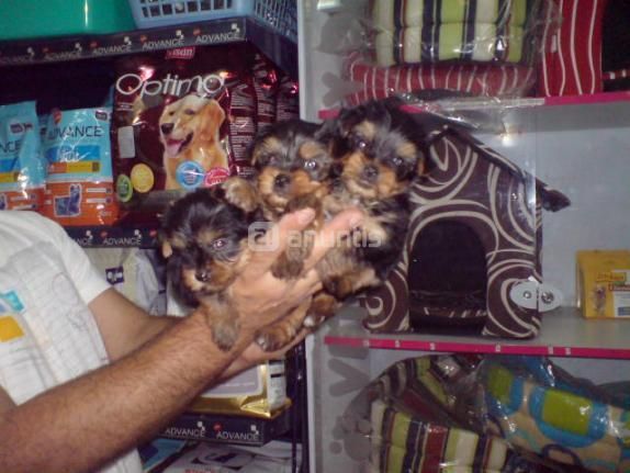 CACHORROS DE YORKSHIRE , PRECIOSOS 400 EUROS