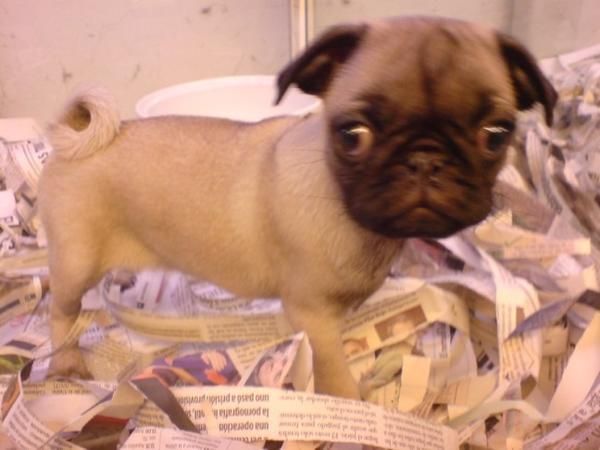 CARLINO O PUG, perros, cachorros, criadero, venta.   Raza muy antigua, probablemente originaria de China, cuyos orígenes