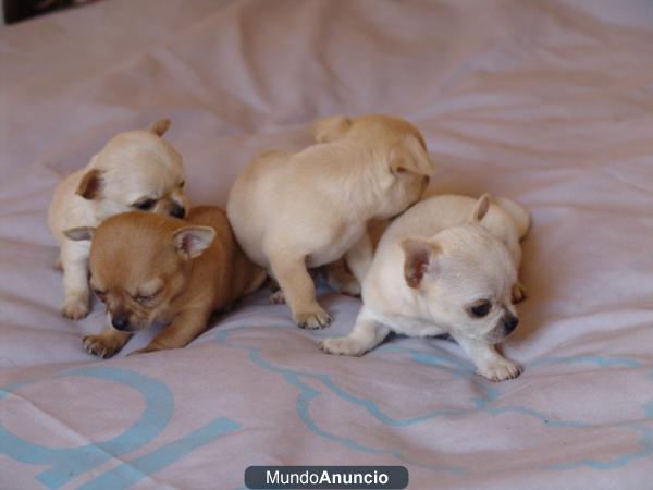 chihuahuas