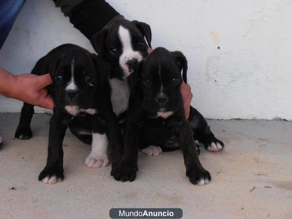 Espectacular camada boxer