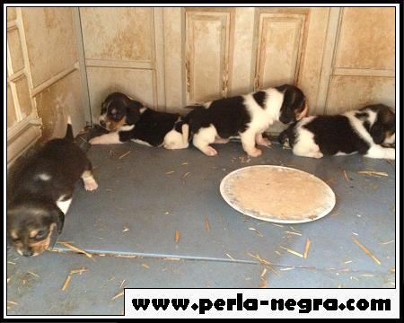 Expectaculares cachorros de beagle