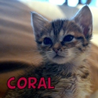 First (gatita naranja) y Coral (atigradita) dos gatitas en adopción - mejor precio | unprecio.es