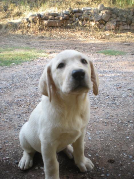 labrador cachorro  barcelona  con 3 vacunas lo importante es la salud del cachorro