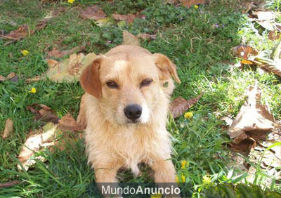 perro podenco de un año en adopción