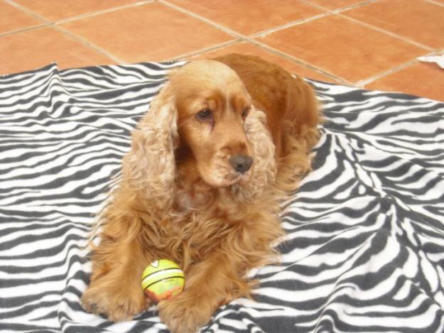 PROXIMA CAMADA COCKER SPANIEL INGLES PEDIGREE