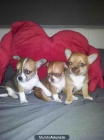 Chihuahuas pequeñitos en Barcelona - mejor precio | unprecio.es
