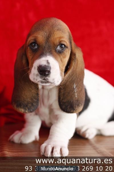 BASSET HOUND - CACHORROS -  GARANTÍA AQUANATURA  - TIENDA EN BARCELONA - VENTA Tenaz, caza con el olfato, posee instinto