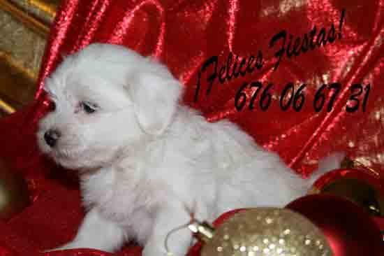 Bichon maltés, tu mayor regalo en Navidad