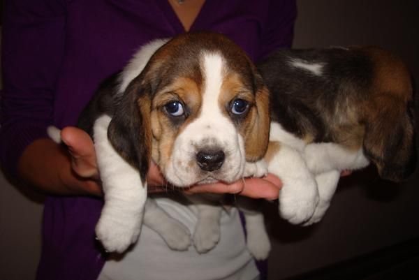 Bonitos cachorros de beagle