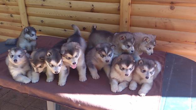 Camada alaskan malamutes de soto de riofrio