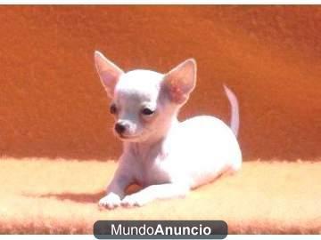 Chihuahuas de bolsillo machos blancos. Puede financiar.