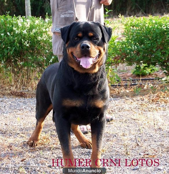 EXCELENTE CAMADA DE ROTTWEILERS!!!