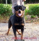 EXCELENTE CAMADA DE ROTTWEILERS!!! - mejor precio | unprecio.es