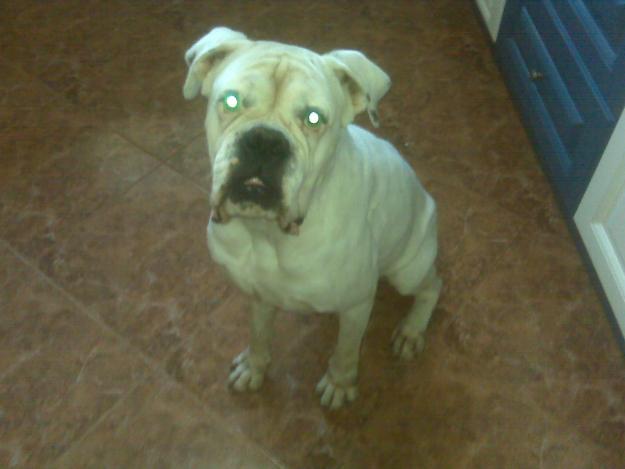 Regalo Boxer macho