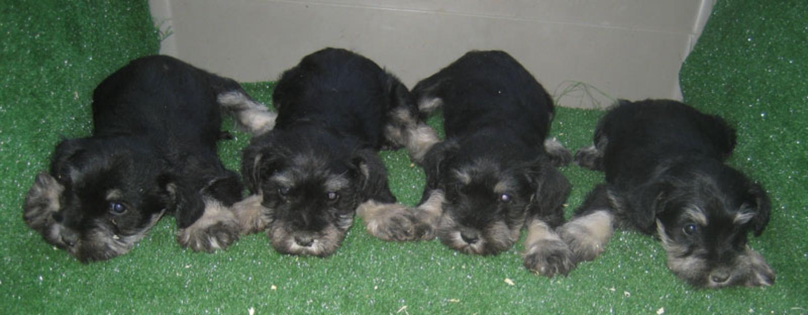 Schnauzers miniatura preciosa camada de color negro plata