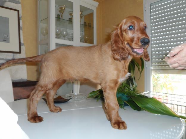 Cachorro de Setter Irlandés