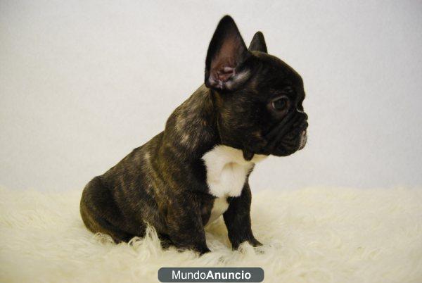 Bulldog Franceses con 2 meses negros ejemplares de 1ª Calidad