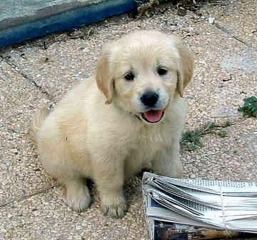 cachorros de golden retriever para Navidad