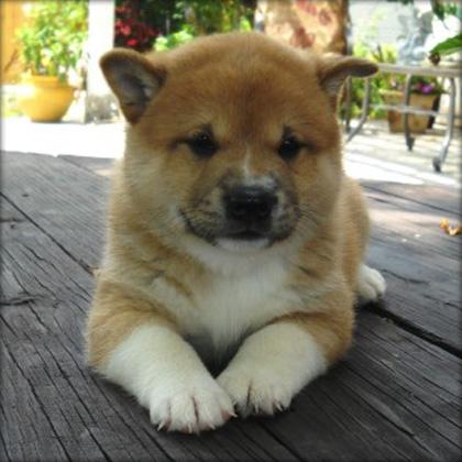 Cachorros de Shiba Inu,