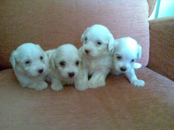 CAMADA DE BICHON MALTES ESTAN CON LA MAMA PUEDEN VERLOS LAS FOTOS DE AYER  CON 1 MES