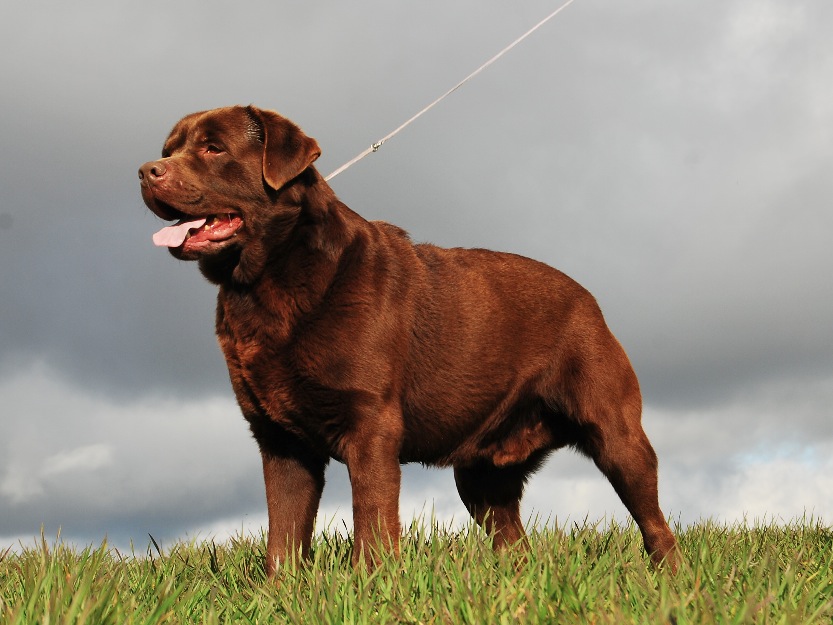 Labrador Chocolate , pedigree Loe de la Rsce , padres a la vista