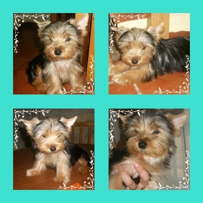 machito de yorkshire terrier x solo 300