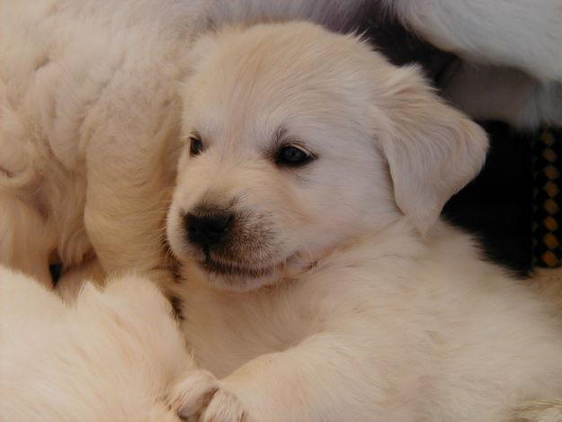 VENDO CACHORROS DE GOLDEN RETRIEVER POR 200euros.