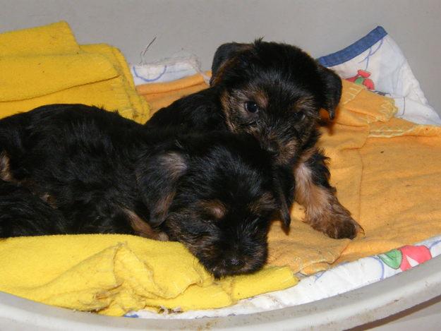 vendo cachorros yorkshire terrier