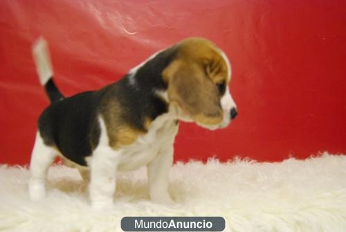 Cachorros de beagle disponibles¡¡ , con dos meses